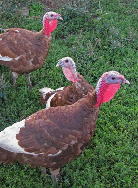 Photos Bourbon Red Turkeys Star Farm Kentucky
