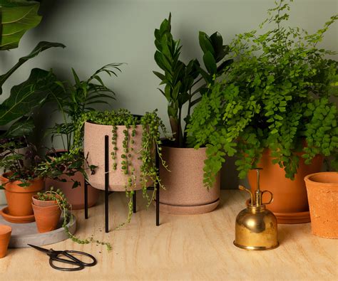 10 Of The Best Indoor Plants And How To Keep Them Alive