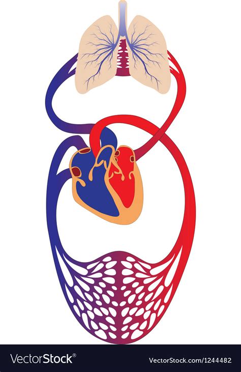 Blood Circulation System Of Human Royalty Free Vector Image
