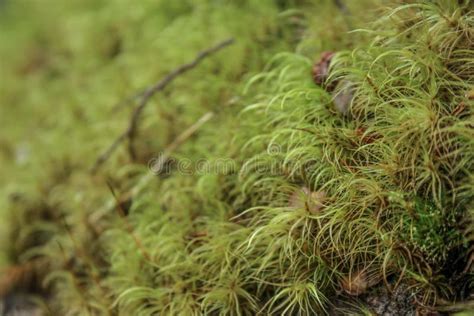 Green Fresh Moss Growing At Arthur S Pass National Park In New Zealand