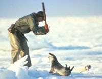 Hey siri, how do you say seal in french? New Sport For Tourists: Killing Baby Seals Wildlife And ...