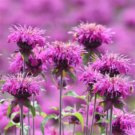 9 Of The Best Smelling Flowers That Belong In Your Garden