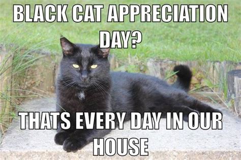 The perfect blackcatappreciationday blackcats whitecats animated gif for your conversation. With Hook and Needle: Black Cat Appreciation Day