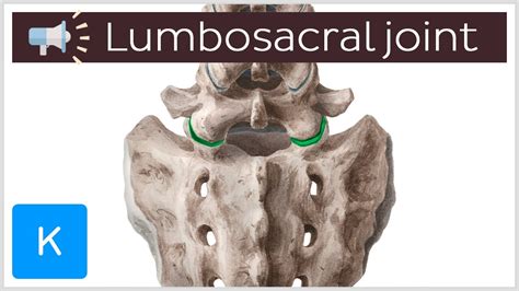 Lumbosacral Joint Anatomical Terms Pronunciation By Kenhub Youtube