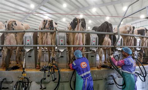 Opinion Cory Bookers Halt On Factory Farms Would Help The Climate