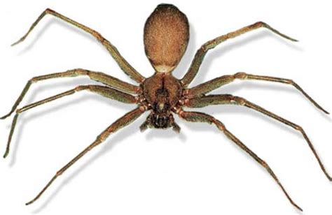 Brown Recluse - Fearsome Little Biter | Animal Pictures and Facts ...