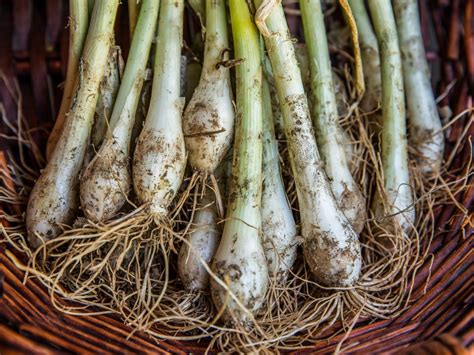 Harvest onions when their leaves start to turn yellow. Freezing Green Onions | HGTV