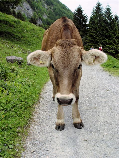 11 Best Brown Swiss Cattle Images On Pinterest Farm Animals Baby
