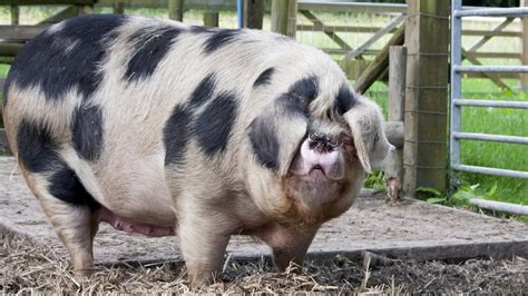 Spotted Pig Animal