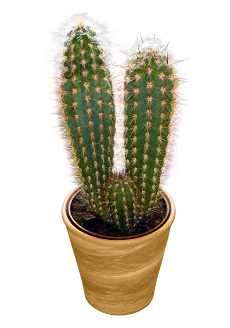 The css for this is opacity:1;. Cactus PNG Transparent Image - PngPix