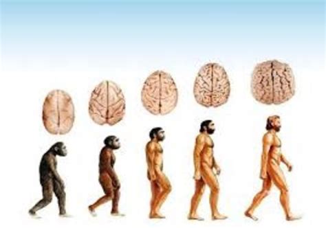 La Evoluci N Del Cerebro Timeline Timetoast Timelines