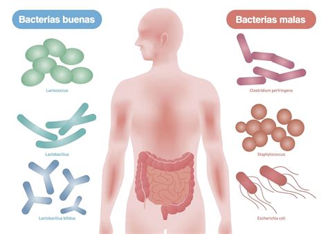 A continuación, te mostramos cómo recuperar la flora intestinal para sentirnos mejor. Probióticos para cuidar la flora intestinal | Microbiota, Salud y Consejos y trucos