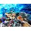 Great Barrier Reef  Series Top 13 Most Colorful And Picturesque