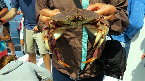 Find unique places to stay with local hosts in 191 countries. Sainte-Anne-des-Monts été 2014 | Crab