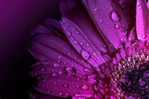 Pictures Violet Gerbera Macro Drops Flower Closeup