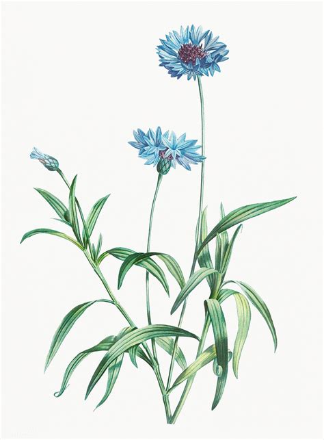 Vintage Blue Flowers Illustration Premium Image By