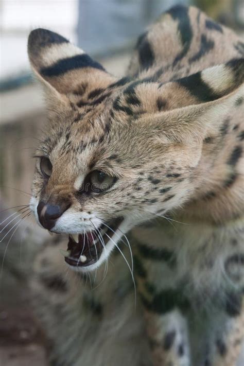 Serval Yawning Leptailurus Serval Stock Photos Free And Royalty Free