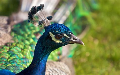 Peacock The Biggest Animals Kingdom