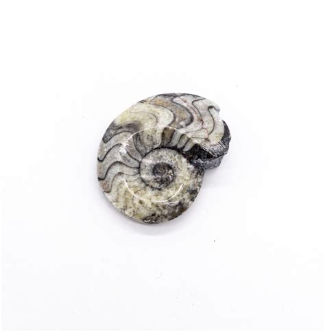 Goniatites Fossil - Miami Mining Co - Gem Mining Buckets & Crystal