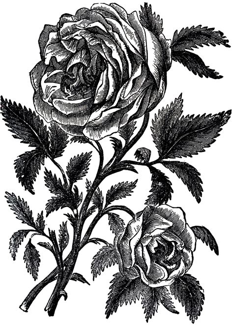 Vintage Roses Engraving Image The Graphics Fairy