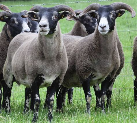 Trenearla Blackface Scottish Blackface Sheep Stock Sales