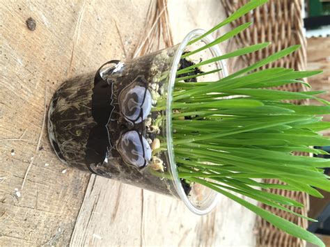 Alibaba.com offers 1,479 wheat grass planting products. Kids FREE - Wheat Grass Planting Project - Koetsier's Greenhouse