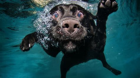 You can also upload and share your favorite 1080x1080 wallpapers. Funny dog face under the water - HD Macro wallpaper