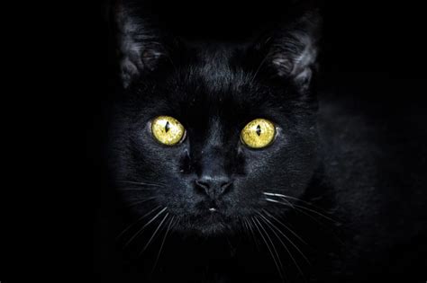 Glow In The Dark Cats — Genetically Modified Cats Explained Pet Keen