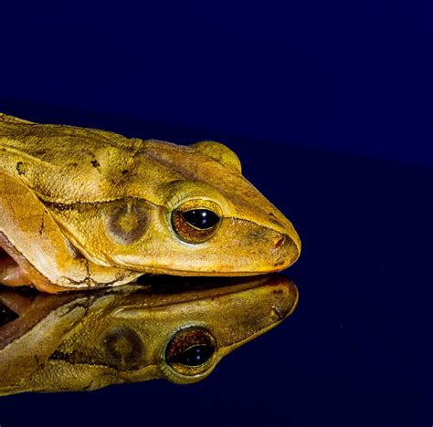 Free Images Frog Toad Amphibian Fauna Close Up Gold Head