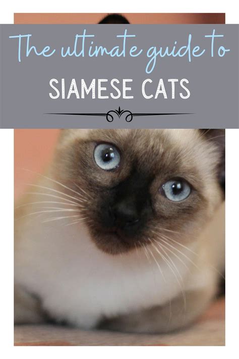 The Siamese Cat Stands Out Amongst Other Breeds For Their Elegant Look