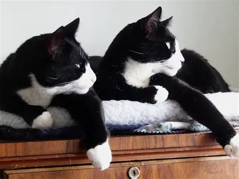 Tuxedo Cat Info Fun Facts And Care Guide World Cat Finder