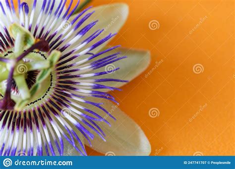 Flower Head Of Passion Flower Isolated On A Orange Background Stock