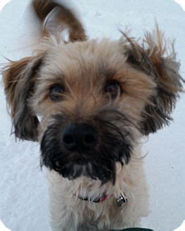 And ed & kathy b. Terrier (Unknown Type, Small) Mix Dog for adoption in ...
