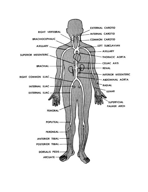 Figure 9 5 Main Arteries Of The Human Body Basic Human Anatomy