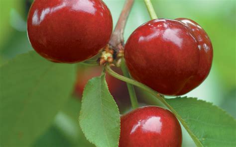 Bring Home With Cherry Best With Chilean Cherries Fruits From Chile