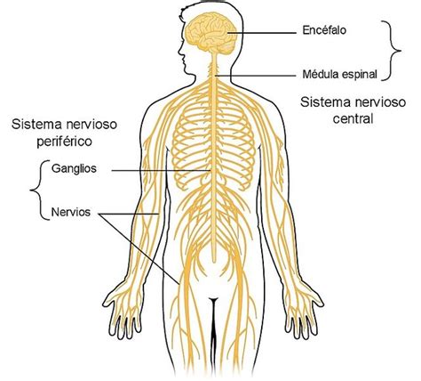 Las Partes Del Sistema Nervioso