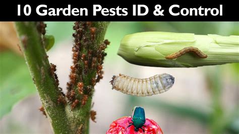 In Todays Episode We Look At Ten Garden Insects That Damage Your