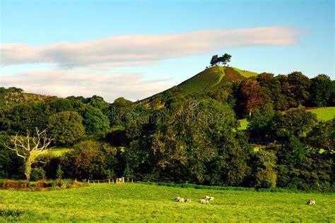 Colmers Hill Stock Photo Image Of Symondsbury Hill 92337200