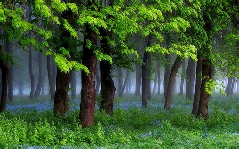 Nature Landscape Spring Forest Grass Wildflowers Mist Trees