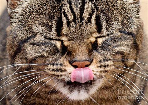Tabby Kitty Cat Cute Funny Face Photograph By Andee Design