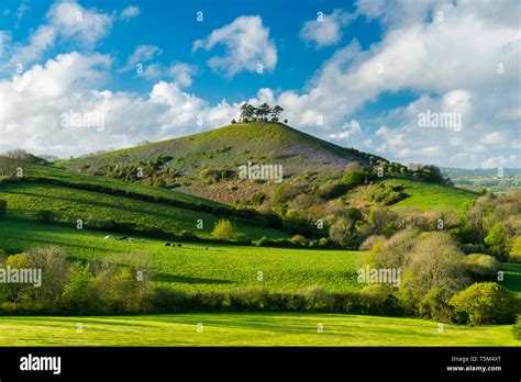 Colmers Hill Bluebells Hi Res Stock Photography And Images Alamy