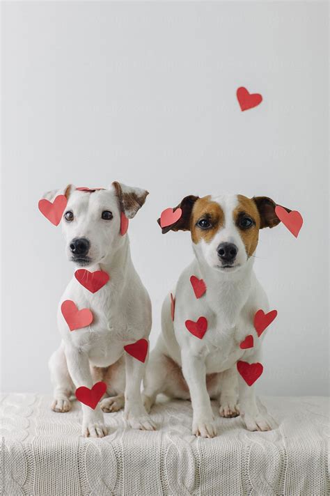 Two Little Dogs Covered With Paper Hearts By Stocksy Contributor