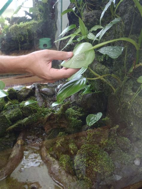 Glass frogs love tropical climates and live in rainforests, usually high above the water in treetops. Glass Frog vivarium/Paludarium - Page 2 - Dendroboard ...