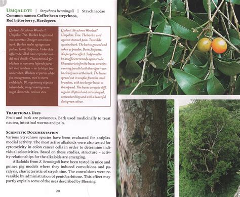 south african traditional medicinal plants from kwazulu natal presentation copy auction 76