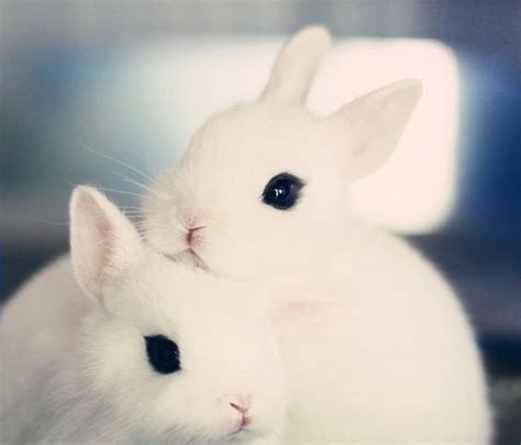 Beautiful Rabbit Love Together Feeling In Love Raww