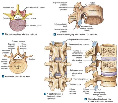 76 The Five Vertebral Regions—cervical Thoracic Lumbar Sacral And