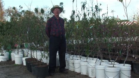 How To Grow Peach Trees How To Prune Peach Trees Youtube