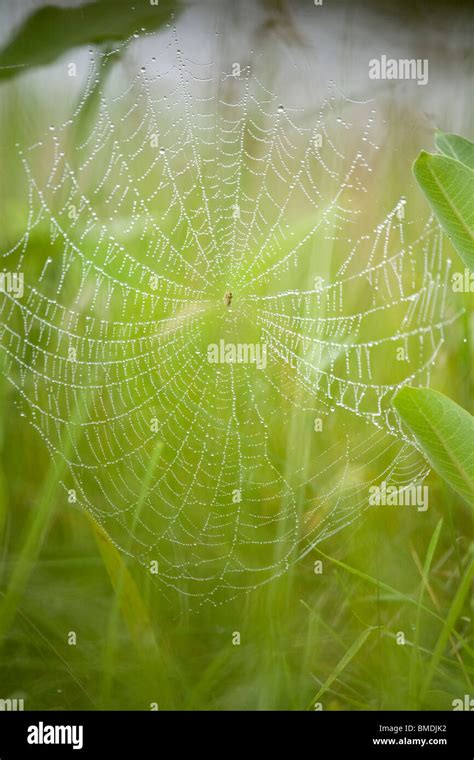 Dew Covered Spider Web Stock Photo Alamy