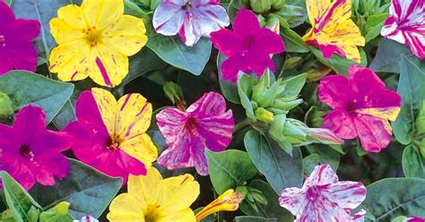 Maybe you would like to learn more about one of these? Semua Tentang Bunga: Pukul Empat