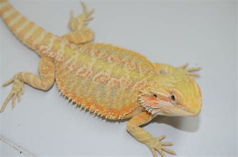 Vibrant hypo citrus, citrus blue tigers, and giant line bearded dragons. Nice hypo citrus/orange male around 13". This guy has a ...
